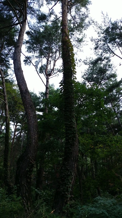 99E1C7365E50CF082F4AB4