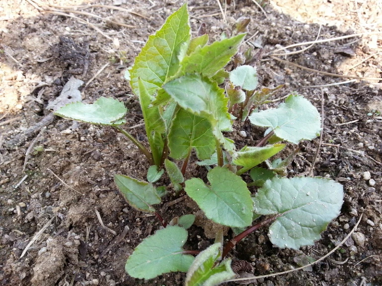 2519703E533A74F11E3F59