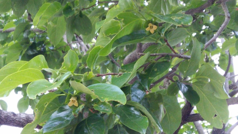 21301633597136E92748EC