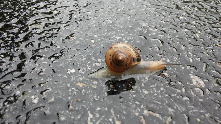 2643AD4C5924D6BE36489D