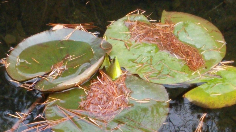 2416A63656720F7E108FF1