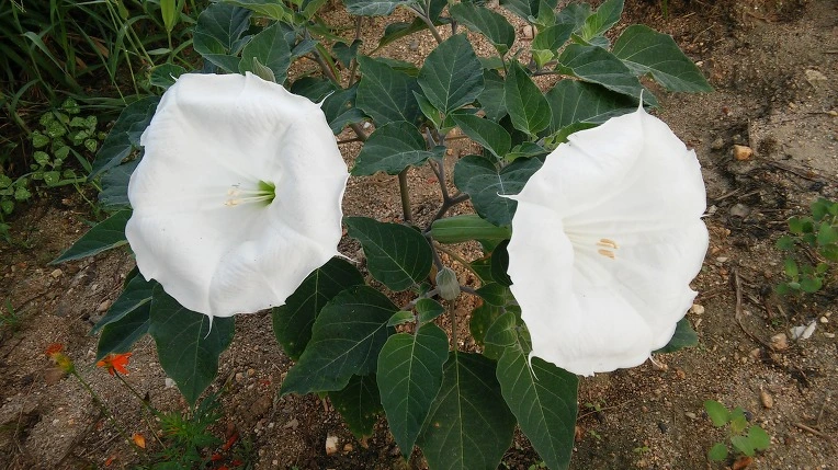 2762BA4757982E790C19C8