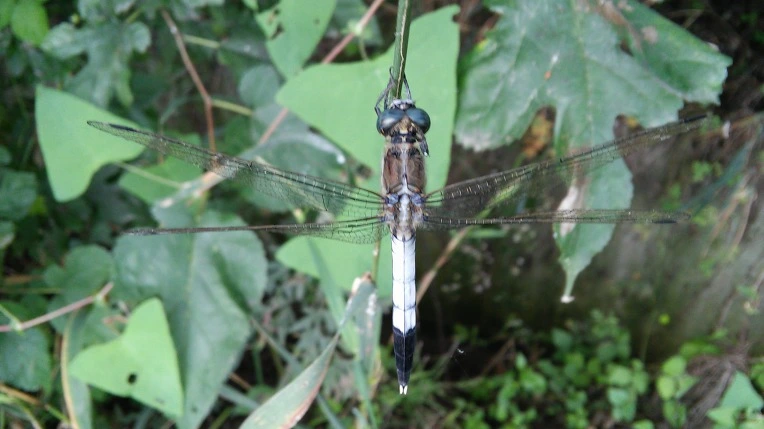 2315EA4857982C63100677