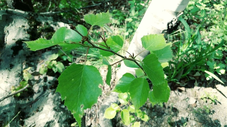 99027F345EBE1E1E25A1B3