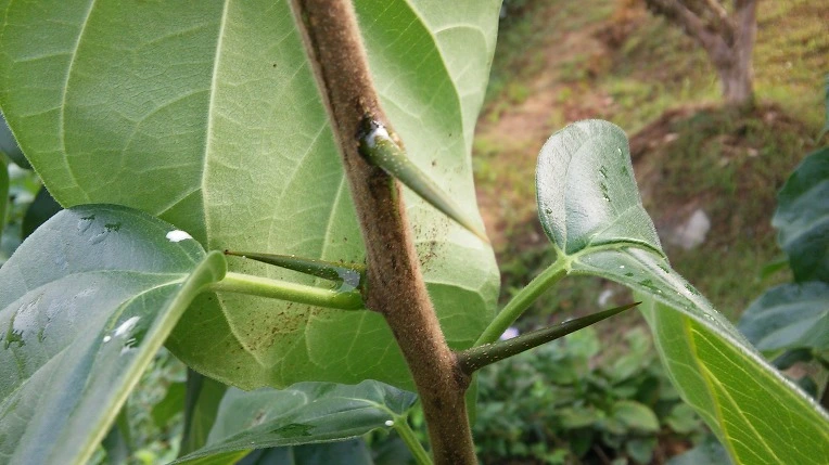 260F2A3357D0BA2A251410