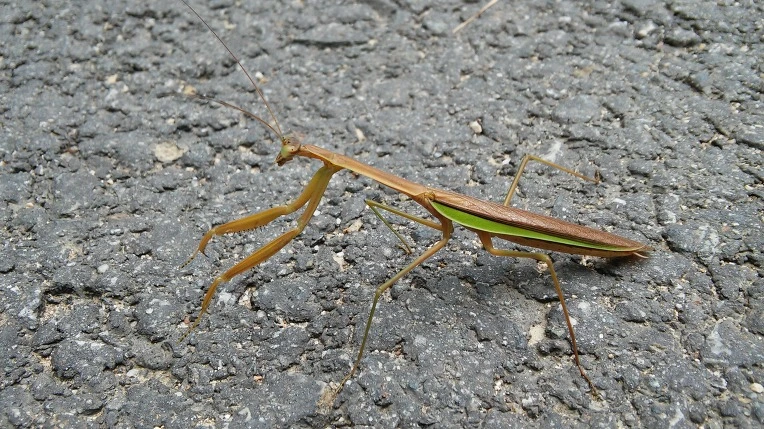 2632964E56088F1E30ECBD