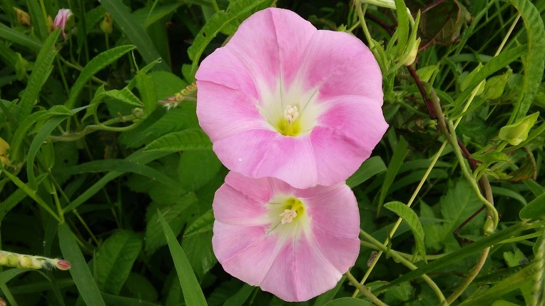 2477AD4357A19F8E1A41CE