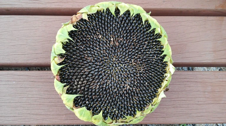 9905983359A1F64A249370