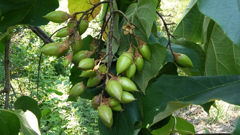 24299B40569F266228CE70