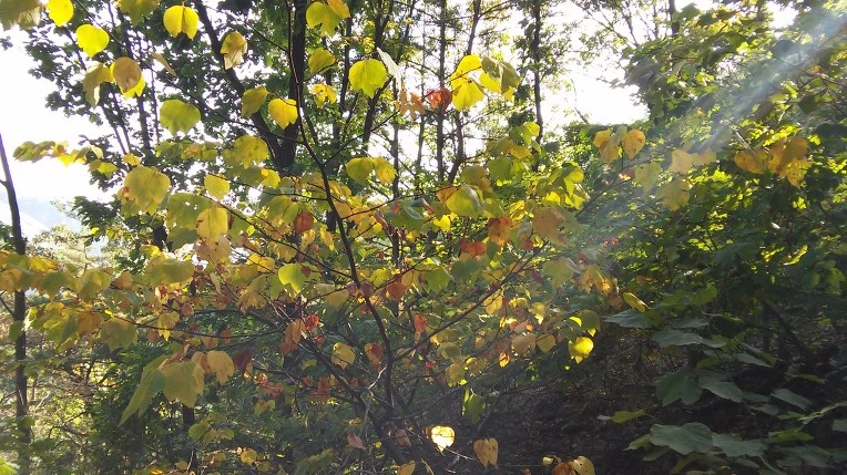 994363425E61FBC41F54D7