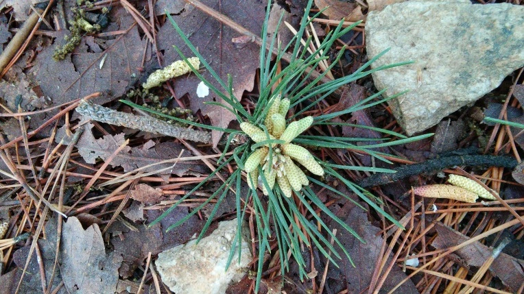 2627814D57292CDE15E6E0