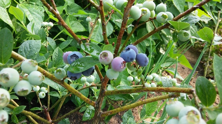 222B15395758EF6910EDEF