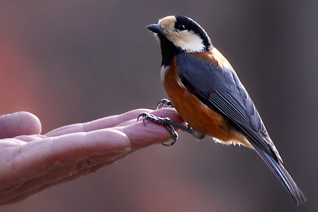 217B763454E85E1639AD03