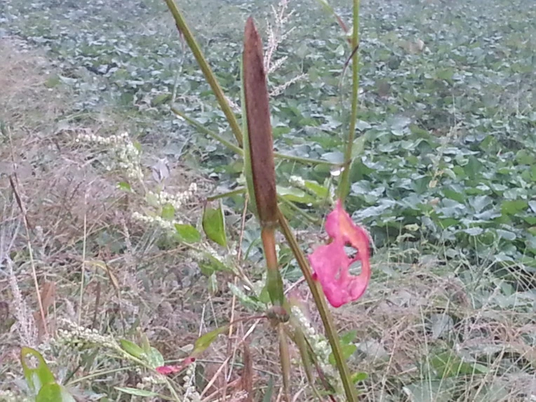 2656724E553D9ED51D55A2