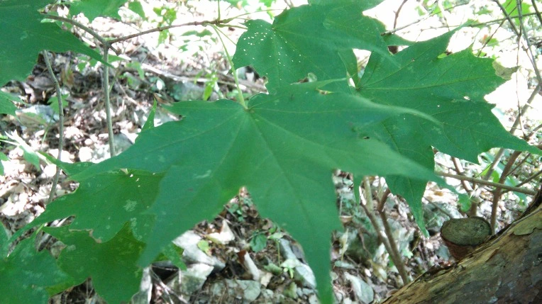 273F5F365619797404BD4F