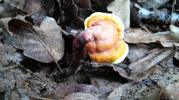 244B9C4856987CB515E891