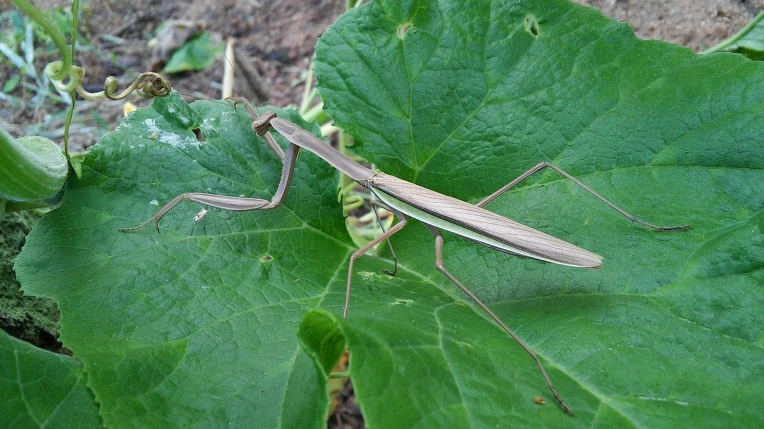 2163A74457C792F0275BA5