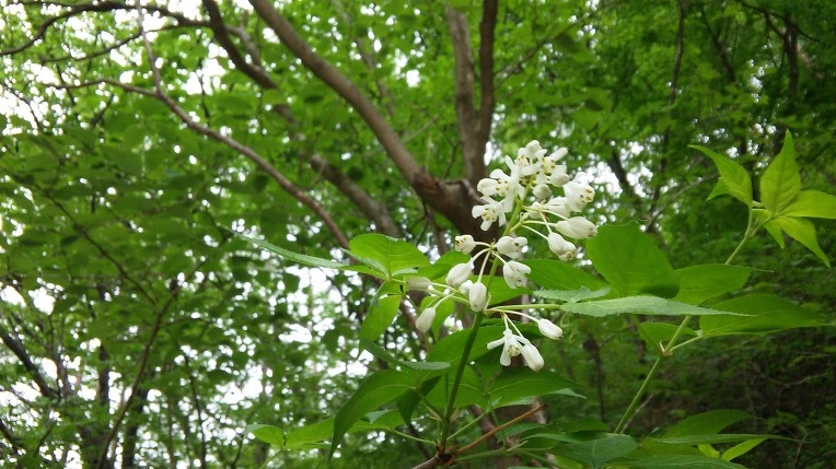 2714703559155DE7065C53