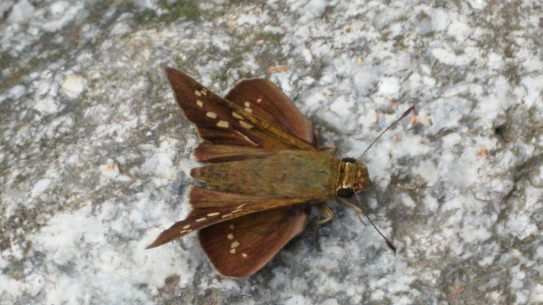 25092B4655ADF9EB31D04D