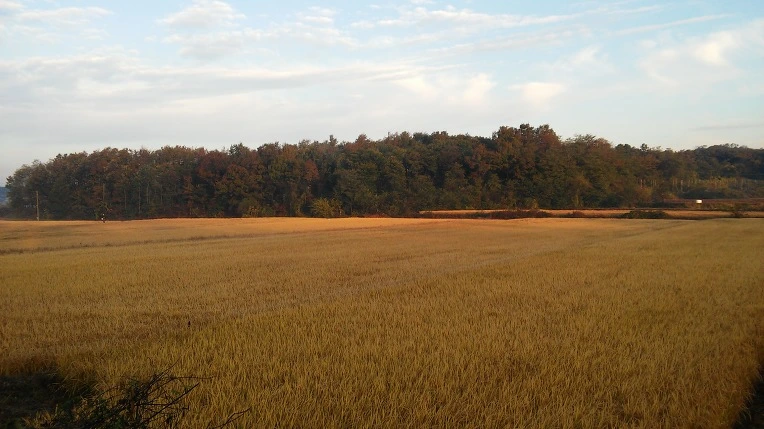 23783C3C54478F90329686