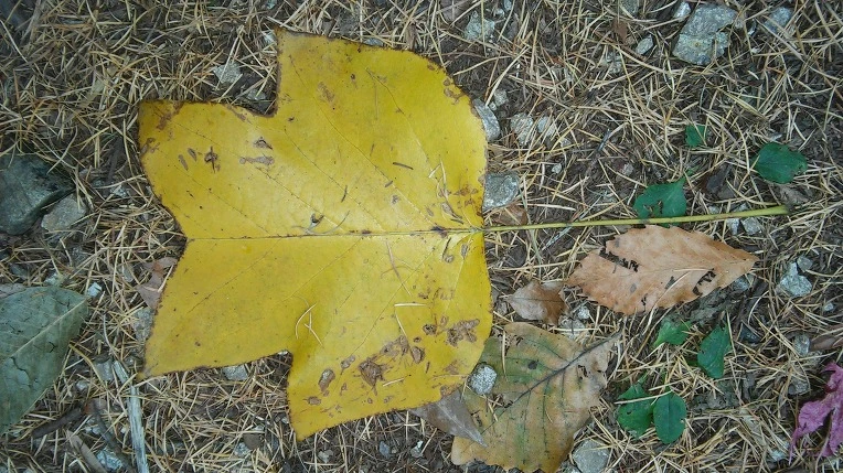 270B264E563C460F04C86F