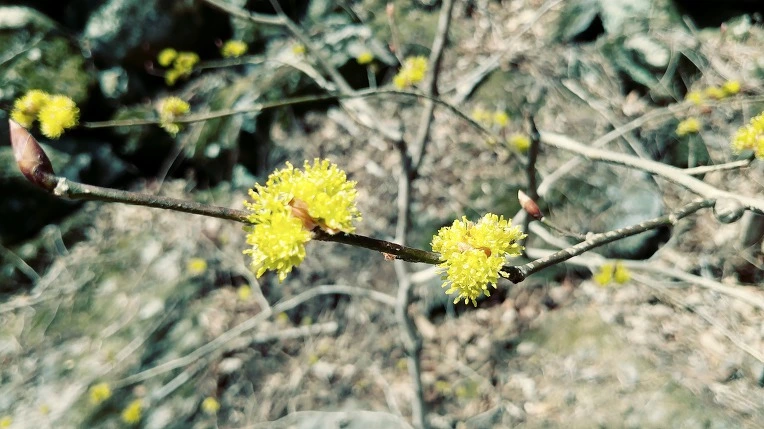 998B24405EBE1C7326523B