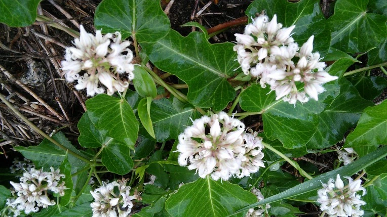 2439C94057C39A921FABD7