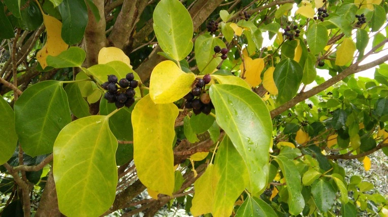 25524F3C564008FC24E598