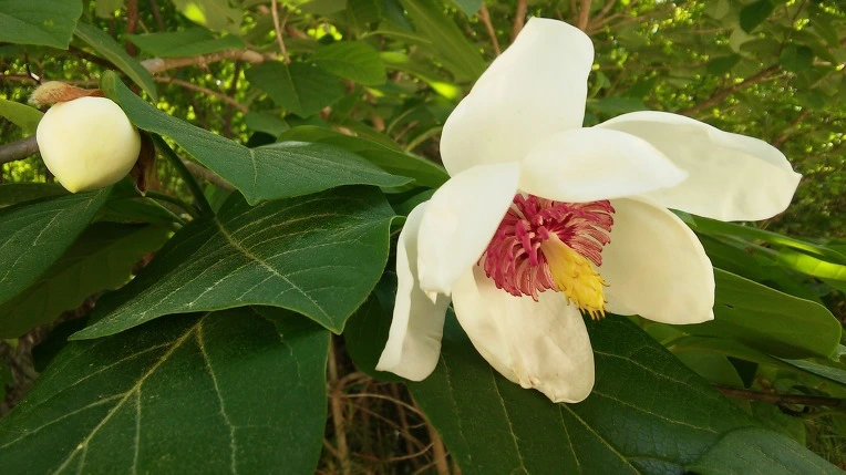 996CA54C5CF6102B24C3A6