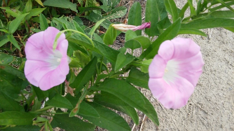 255012425765F53101ED58