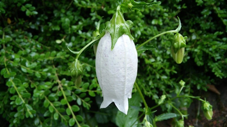 2727053E564EB2582B64CC