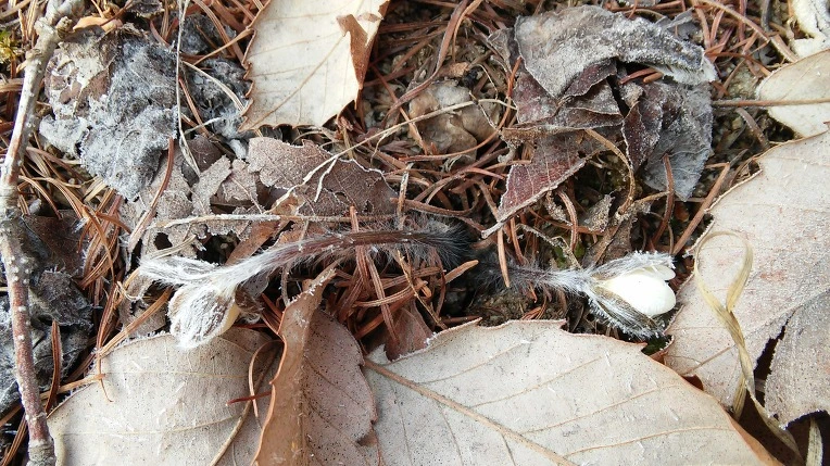 2153173456F721A6225429