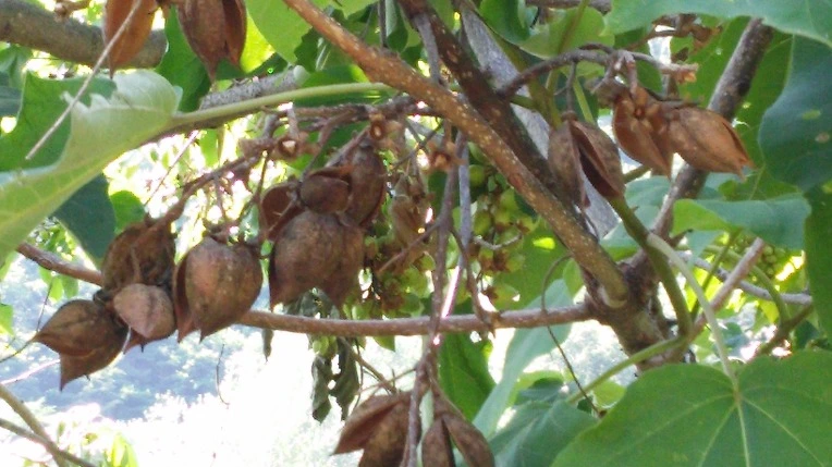 222A6840569F2683376104