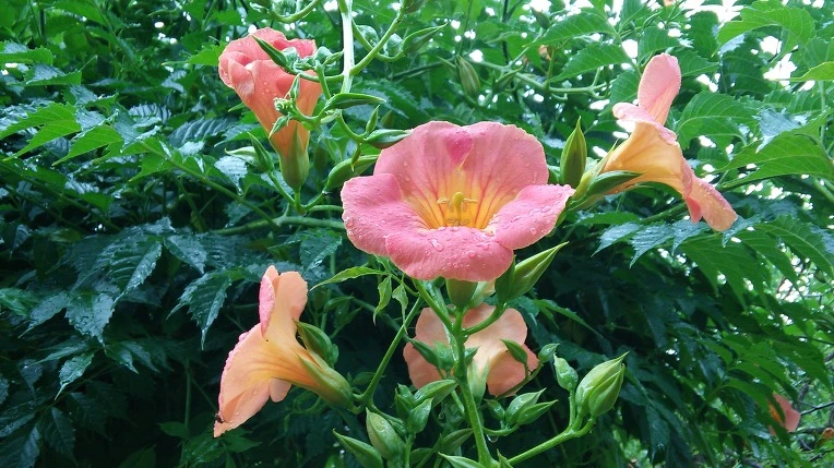 27767338576CFC56042C60