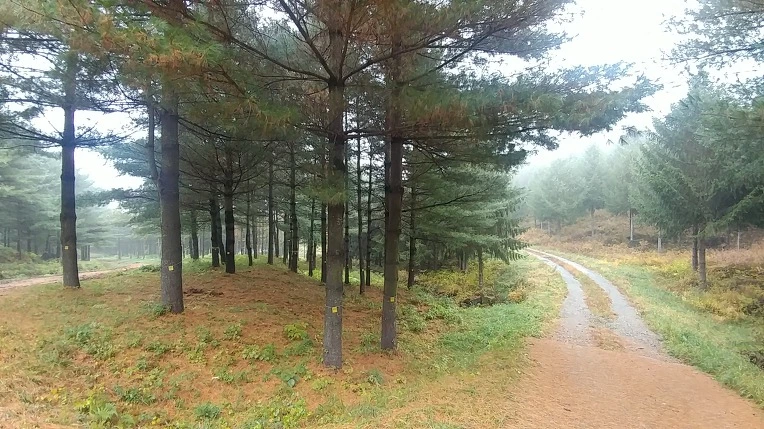 99FC13475BD65E5E3A462A