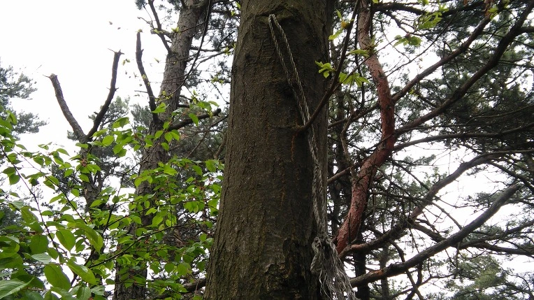 23237C47571ACEF2177845