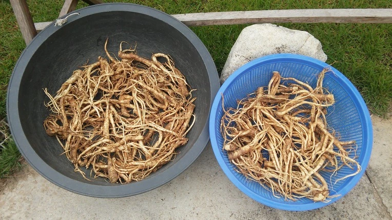 2412414657F2DFDA2ACC13