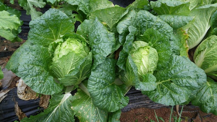 274AF93F58217A8F1E4DB1