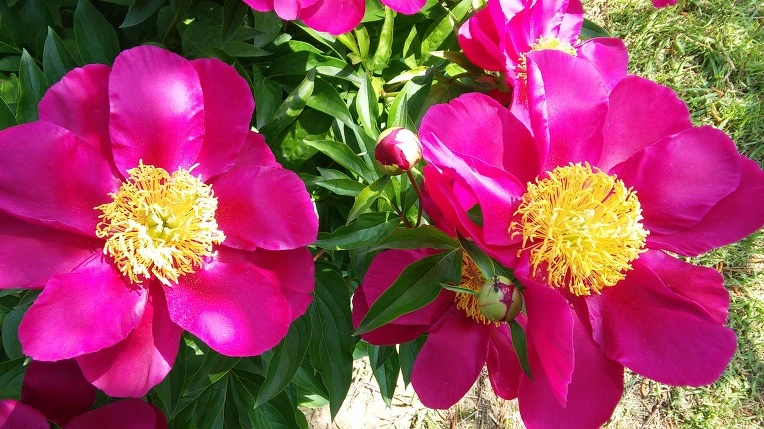 241EFF4B591BAED0351C82