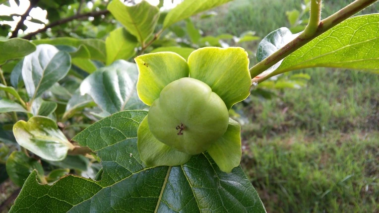 2102074E576F801613DC3A