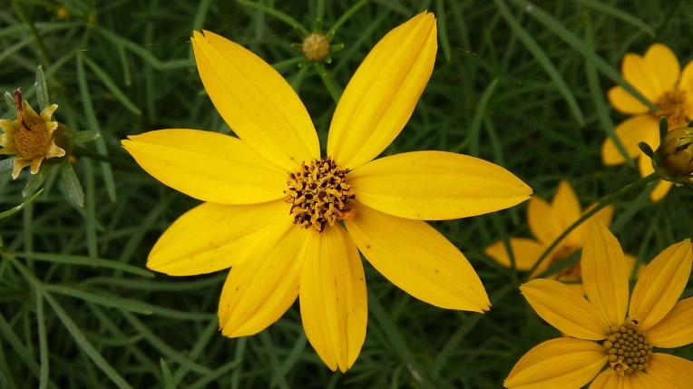 255C7643576A346E0585F5