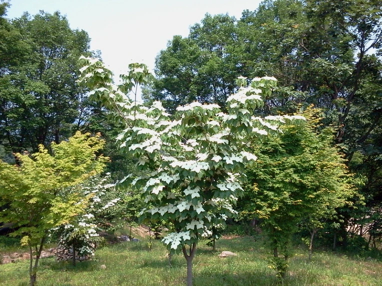 187B5A384E712A86322FCF