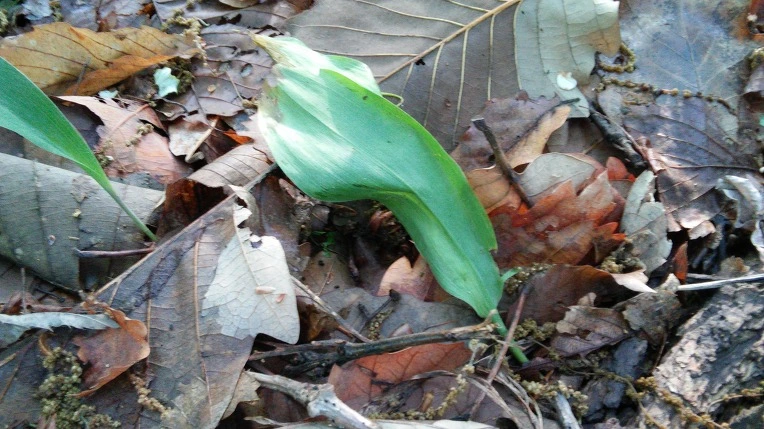 22395249572929BF204EDB