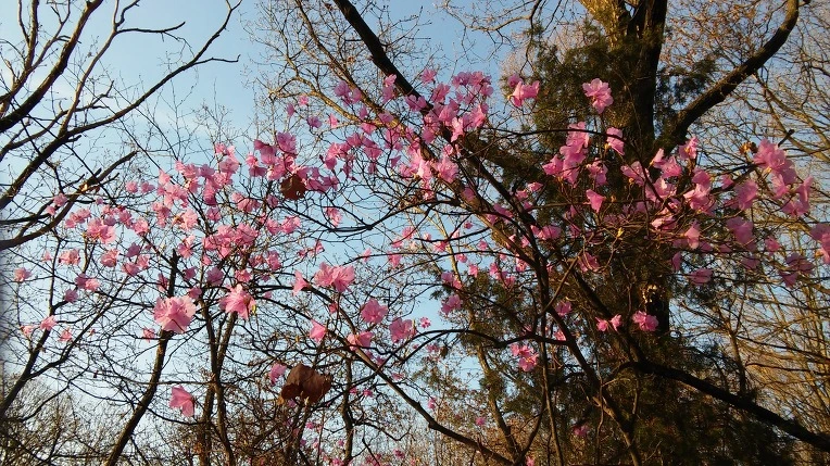 274E245057036698234CAF