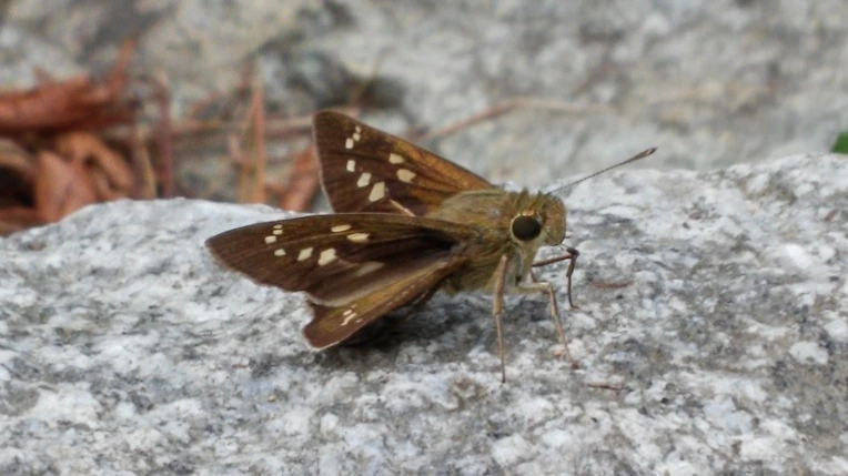 242A264655ADF9E71FC028