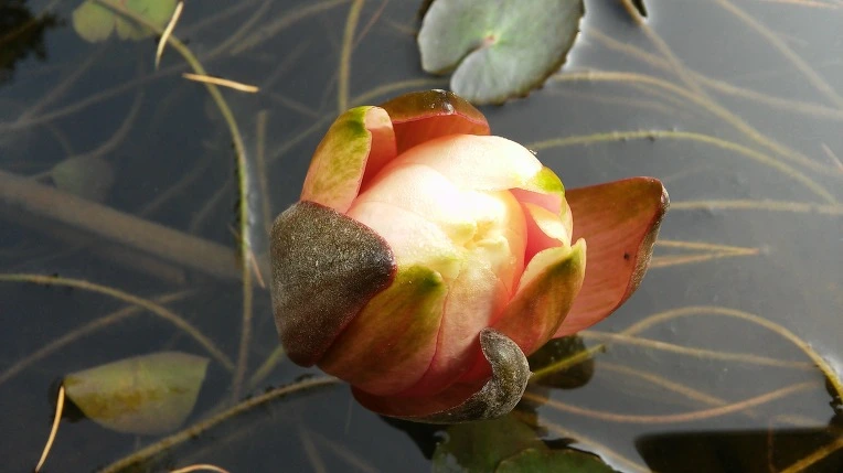 271F9F4B56288045066391