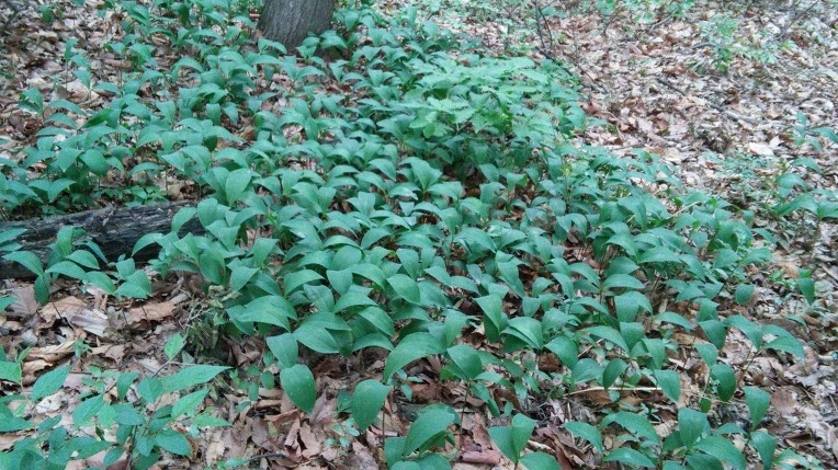 243B4E4B572FBDE92D66A2