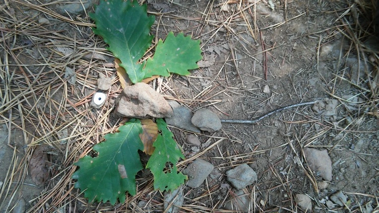 21130B425621FF6C037B63