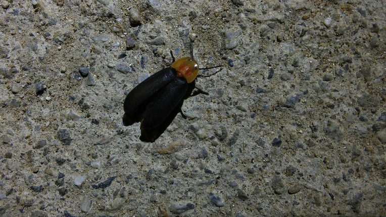 99ACDA3359CB17EB3995DF