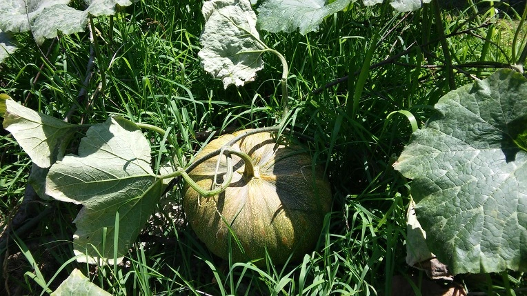 2124F53B57919F3A08D133